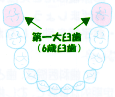 第一大臼歯